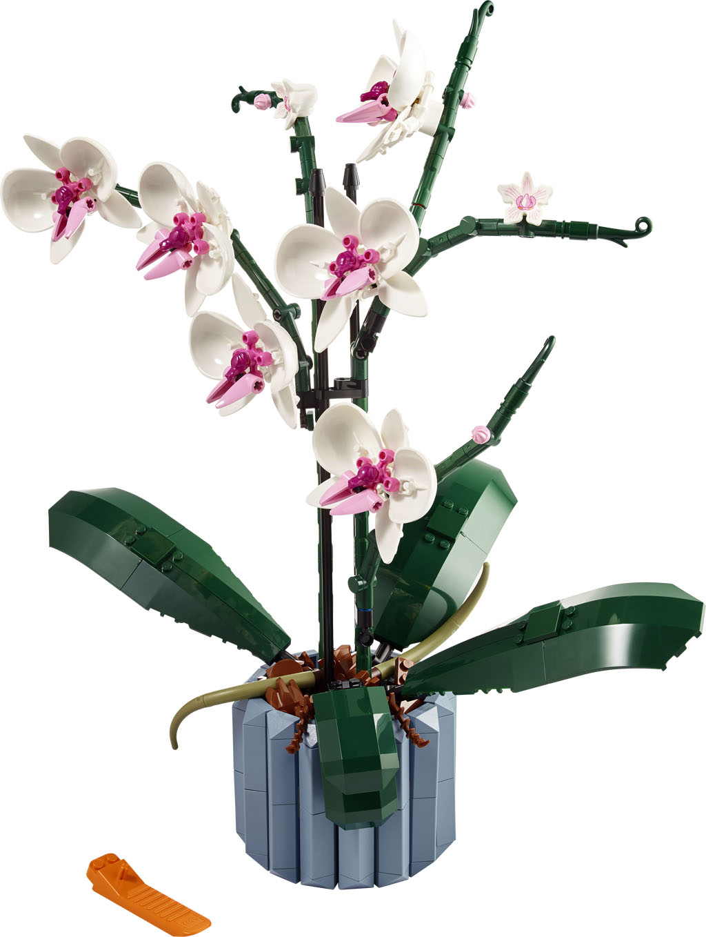 ORCHIDEA1